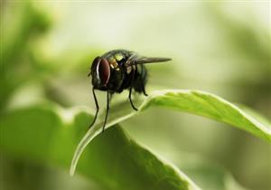 7 نصائح فعالة للقضاء على الذباب بشكل نهائي