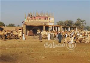 في أسوان "سوق الأضاحي جَبَر".. و"الخروف الجبلي" ولحمة المجمعات بدائل