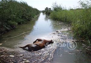 بالصور- بعد نفوق مئات الماشية.. مواجهة الجلد العقدي بالخل والليمون والثلج في سوهاج