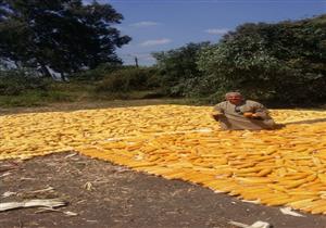 متحدث الزراعة: 6 آلاف جنيه لشراء طن الذرة من الفلاحين لتقليل فاتورة الاستيراد