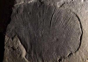  "عمرها 558 مليون سنة".. أحافير "محيّرة"  تكشف عن أحد أقدم مخلوقات الكون