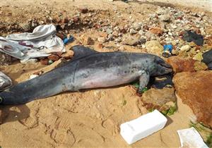 التعليم العالي: نقل الـدولفين النافق بجليم إلى معهد علوم البحار لتحنيطه