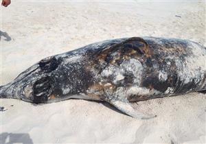 بالصور.. نفوق حوت طوله 5 أمتار بالساحل الشمالي