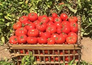 متحدث الزراعة: توصلنا لأسباب "فيروس الطماطم" ولن نكشف عنها على الهواء