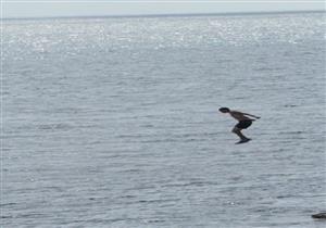 بسبب خطيبته.. نقاش يلقي نفسه في البحر من أعلى كوبري ستانلي بالإسكندرية