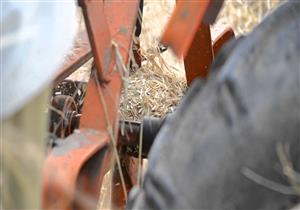 بسبب ماكينة الأرز.. بتر أيدي شابين وإصابة آخر بجروح خطيرة في الدقهلية