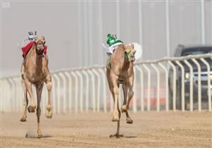 18 جملًا مصريًا تشارك في سباق "ولي العهد للهجن" بالسعودية
