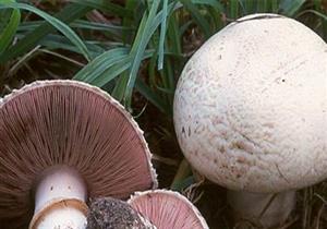 دراسة حديثة تكشف عن إمكانية استخدام عيش الغراب لعلاج الاكتئاب