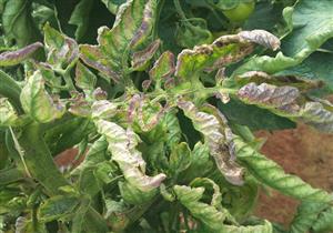 مستند| الزراعة تحقق في انتشار "فيرس الطماطم".. واتهامات للشركة المستوردة