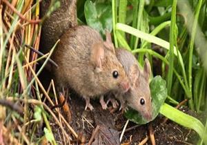 "الزراعة" تضع خطة مستقبلية لمكافحة الفئران في المحاصيل الزراعية