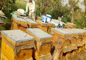 عسل بنها يواجه الاندثار.. والمحافظ: وجهنا "الزراعة" و"الطب البيطري" لبحث المشكلة