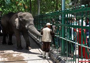 "زيوت ومشروبات ساخنة".. كيف تحمي "الزراعة" الحيوانات من موجة البرد؟