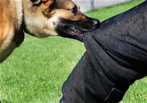 حادث عقر جماعي في حدائق أكتوبر ونقل المصابين إلى المستشفى