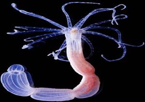 دراسة: حيوان يقدم حلاً لأمراض السرطان