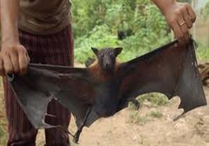 علماء: العثورعلى فيروس "إيبولا" في خفاش في ليبيريا