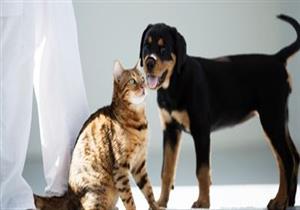 تحذير من الإفتاء.. لا يجوز تسمية الحيوانات بهذه الأسماء  