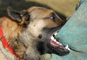 بسبب "عضة".. حجز 3 أشقاء حرضوا كلبا على طفل في عين شمس