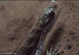 كيف تتنفس السحالي تحت الماء؟