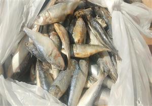 ضبط 2 طن أسماك فاسدة في حملات أمنية بمحافظة الإسكندرية