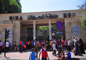  "في بيت أبو عدس".. مدير حديقة الحيوان يكشف تفاصيل اختفاء "لاما"