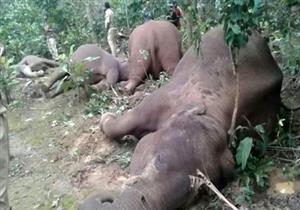 العثور على 6 فيلة غارقة في شلال مياه في تايلاند