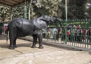 "حدائق الحيوان": الفيلة "نعيمة" نفقت عن عمر 40 سنة.. ونسعى لشراء فيل جديد