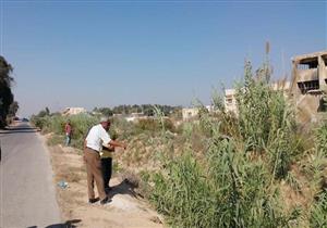 بالصور.. حملات مكبرة لمكافحة القوارض في الإسكندرية