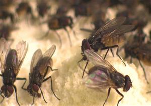   ينتهي خلال أسبوع.. أستاذ مناخ يكشف أسباب نشاط الذباب في مصر 