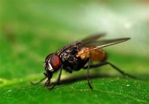 بعد انتشاره ببعض المحافظات.. 8 نصائح للوقاية من أمراض  الذباب