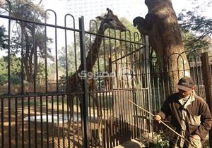   بـ"قش الأرز والبطاطا".. حديقة الحيوان تواجه موجة تقلب الأحوال الجوية