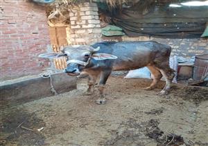  بيأكلوا العجول جاتوه.. غرائب المربين مع أضاحي العيد