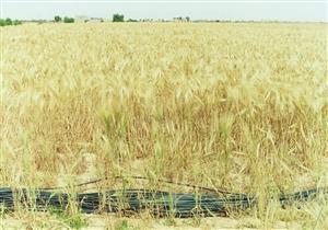 توريد 45 ألف طن قمح إلى شون وصوامع بني سويف