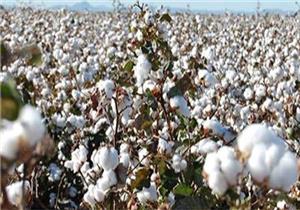 رقص الخيول والطبل البلدي في الحقول.. مواطنون يحتفلون بجني القطن في أسيوط - فيديو