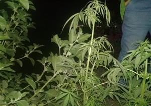 "زرعها ذرة طرحت بانجو".. ضبط فلاح زرع 5 أفدنة بالمخدرات في الشرقية