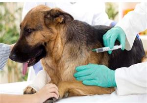 بعد واقعة الإسكندرية.. إليك طرق إسعاف المصابين بداء الكلب