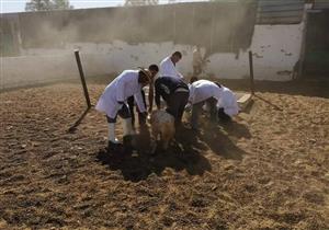 يصيب الماشية بالتهاب الكبد والعمى.. 10 معلومات عن حمى الوادي المتصدع