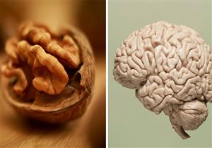 أبرزها عين الجمل.. 10 أطعمة تشبه أعضاء الجسم ومفيدة لصحتك (فيديوجرافيك)