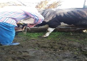 تستمر 3 أشهر.. انطلاق حملة تسجيل وترقيم الماشية في البحيرة