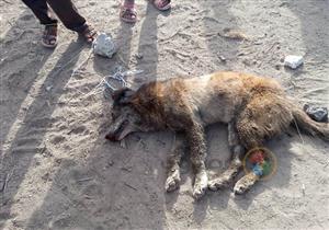 بالصور.. أسد أسيوط "طلع كلب"