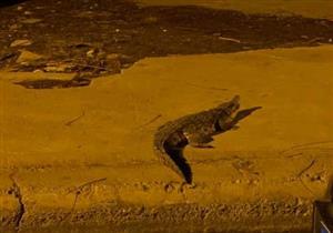 "ابعد ليجيب رجلك".. كيف تعامل أهالي أكتوبر مع تمساح الحي السابع؟ (فيديو)