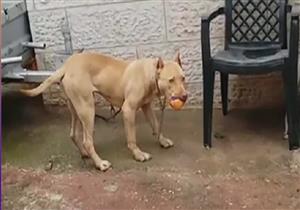 النيابة تحيل 4 متهمين بقتل "كلب المطرية" للجنح