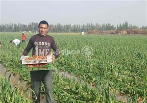 إضراب وتسويق محلي.. مزارعو الفراولة يصعّدون ضد المصدرين بعد انخفاض الأسعار 