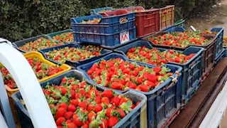 الزراعة: فتح السوق البرازيلي أمام صادرات مصر من شتلات الفراولة