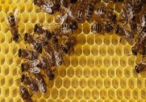 السجون الألمانية تستخدم النحل في مساعدة النزلاء على تعلم الصبر