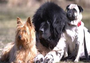 بلدة فرنسية تحظر نباح الكلاب وتفرض غرامة على مالكيها