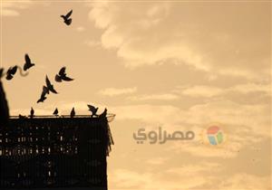 "أنا قلبى برج حمام".. "الغية" هواية معلقة فوق الأسطح (صور)