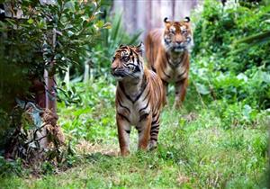  نمر يقتل زوجته في لقائهما العاطفي الأول بحديقة حيوان لندن