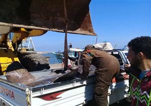 "الكيلو بـ 30 جنيه".. بيع سمكة "الشمس المحيطية" في سوق بكفر الشيخ (صور)