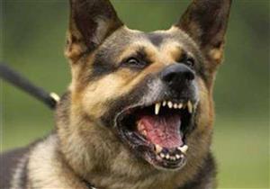 "عضة كلب" تنهي حياة طفل في المنيا