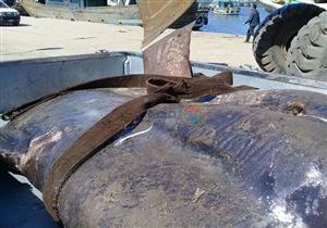 من بداية اصطيادها حتى بيعها بالكيلو".. القصة الكاملة لسمكة الشمس المحيطية بكفر الشيخ (صور)